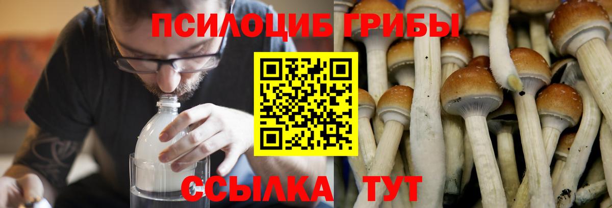 Ставрополь  Галлюциногенные грибы Psilocybe  Галлюциногенные грибы Psilocybine cubensis  Вход с VPN 